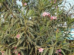 If your dog ate chicken bones or any other bones, see your veterinarian for advice. Oleander Poisoning In Chickens