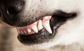 white gums in dogs what this and other