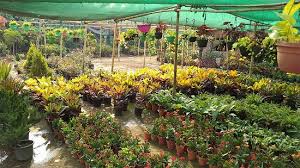Check spelling or type a new query. Best Plant Nursery In Delhi India Gardening