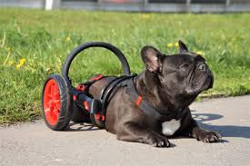 wheelchair for handicapped dogs rear