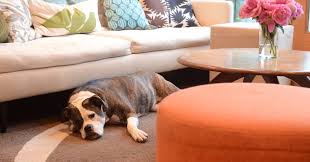 Dogs Couches And Upholstery Cleaning