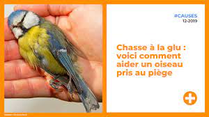 Chasse à la glu : voici comment aider un oiseau pris au piège - Vidéo  Dailymotion