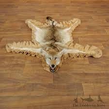 coyote full rug taxidermy mount 17881
