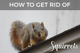 Following are squirrel facts, adapted with permission from how to evict squirrels by bill earl. Squirrels In Your Attic Or Home Learn How To Get Rid Of Them