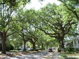 baton rouge captures trees and other