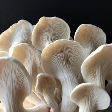 Other varieties | Marvellous Mushrooms