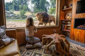incredible lion lodges open at safari
