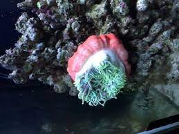 dying anemone wmas discussion forum