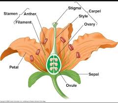 structure of a typical flower