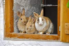 5 alternatives to rabbit bedding found