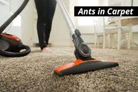 how to get rid of ants in your carpet