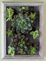 Diy Succulent Wall Hanging Gorgeous