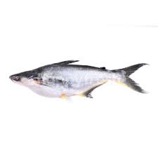 Selamat mencoba semoga anda strike banyak !!! Buy Silver Catfish Ikan Patin At Aeon Happyfresh