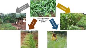 tropical forage technologies can