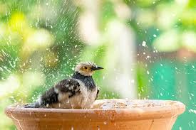 For a fountain, you want to use a pump, so once the fountain is full of water, detach the end from the faucet and connect it to a pump. 9 Adorable Unique Diy Bird Bath Ideas The Garden Glove