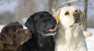 These gentle cuties are good with kids and would. English Lab Your Guide To The English Labrador Retriever