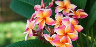 caring for plumeria living color