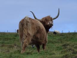 where to see highland coos