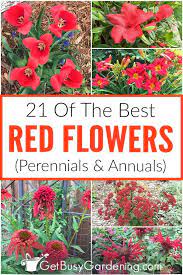 red flowers perennials annuals