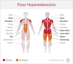 Muscles in the upper body diagram muscles in the upper body chart human anatomy diagrams and charts explained. What Muscles Do Floor Hyperextensions Work Home Workouts