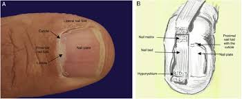surgical anatomy of the nail