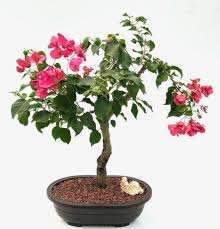 bougainvillea bonsai tree live plant