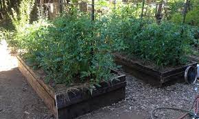 Growing Tomatoes In Raised Beds