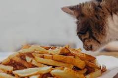 can-cats-eat-french-fries