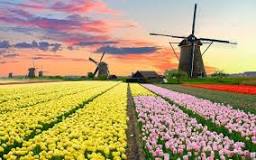 what-does-holland-do-with-all-the-tulips