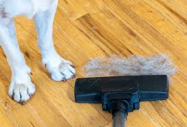 to clean hardwood floors with dog hair