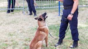 Dog training depends on the dog and how much good freedomdogtrainingtx.com. When Can Drug Dogs Violate Your Rights