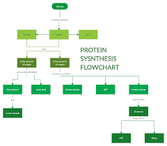 Protein Synthesis Flow Chart Shows The Process Of One Of The