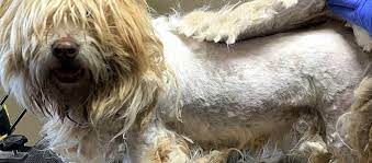 matted dog fur a message from your