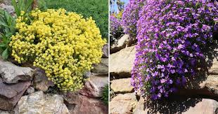 27 Rock Garden Plants With Easy To