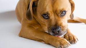 why do dogs chew or bite their paws