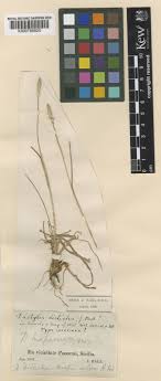 Dactylis glomerata subsp. hispanica (Roth) Nyman | Plants of the ...