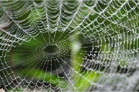 spider web dream meaning 13 scenarios