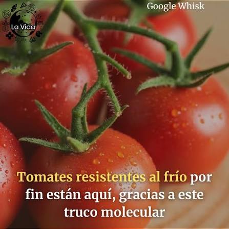 🌱 CONICET identificó el gen SlBBX20, que funciona como un “interruptor” para que la planta de tomate detecte la sombra producida por la alta densidad de siembra y crezca mejor para aprovechar