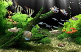 Dream Aquarium - The World's Most Amazing Virtual Aquarium for your PC or  Mac! gambar png