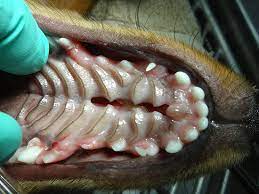 cleft palate atlanta veterinary dentistry