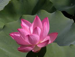 How To Grow Lotus Space For Life