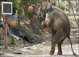 Image result for cute images of elephants