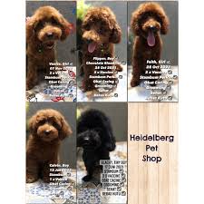jual toy poodle puppies pure breed