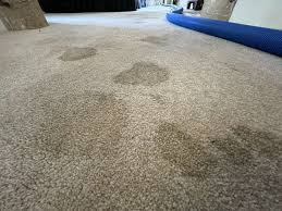 professional carpet cleaning shepton