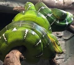 Please help i'm looking for an exotic pet in florida that is small not aggressive and cute and suggests? The Central Florida Zoo Wants Your Exotic Pets Blogs