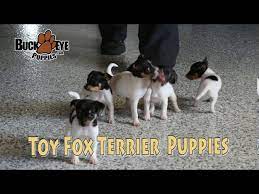 toy fox terrier puppies you