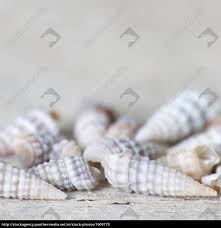 Royalty Free Image 1609779 Sea Shells