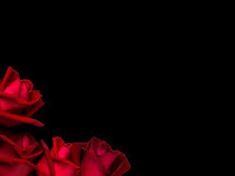 black red roses images browse 240 826