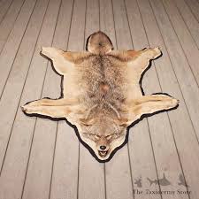 coyote rug mount 11059 the taxidermy