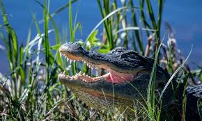 American Crocodile And Alligator Defenders Of Wildlife